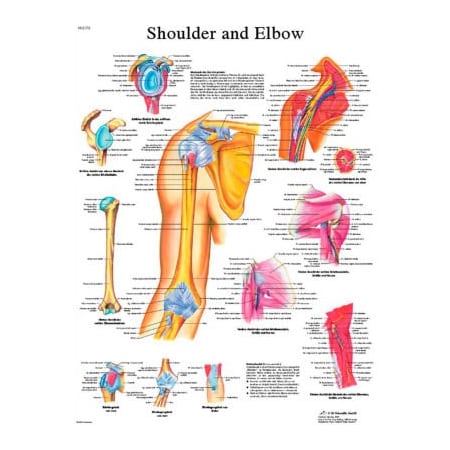 Fabrication Enterprises 3B Anatomical Chart - Shoulder & Elbow, Paper 12-4619P